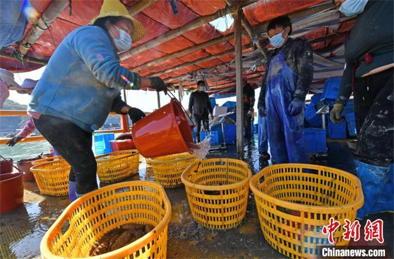 Fujian : la production bat son plein pendant la saison de la récolte des concombres de mer