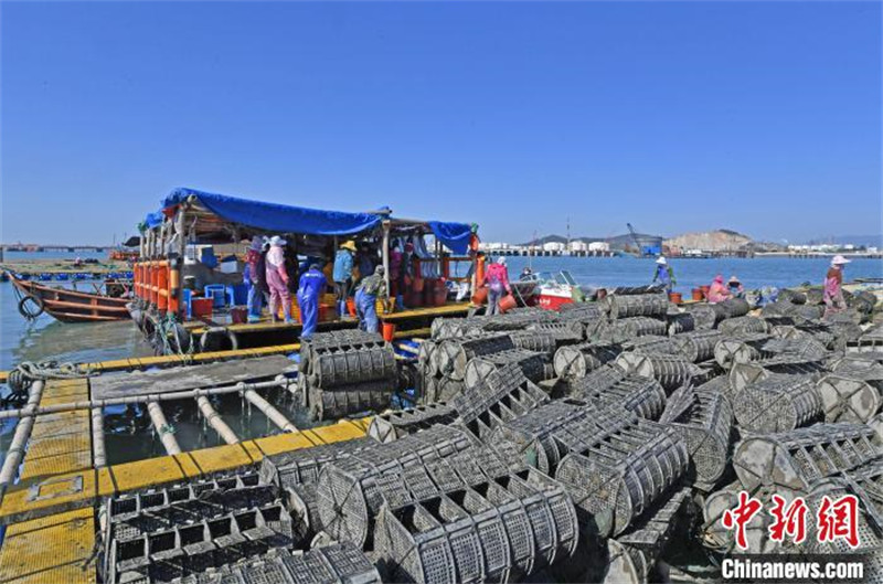 Fujian : la production bat son plein pendant la saison de la récolte des concombres de mer