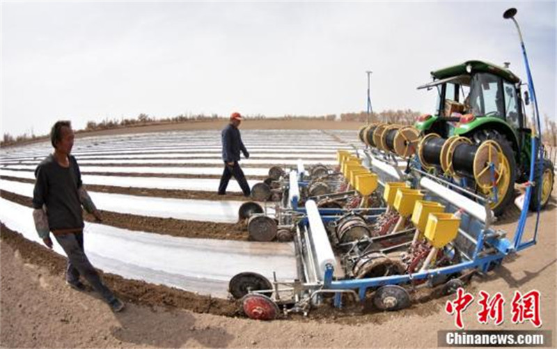 Le semis mécanisé d'un million de mu de coton dans un comté de coton du Xinjiang