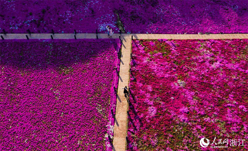 Zhejiang : la floraison abondante des Phlox subulata dessine un tapis de fleurs pittoresque