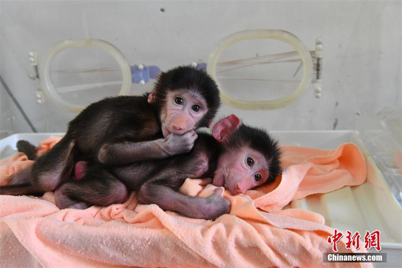 Deux bébés babouins nés dans le parc animalier du Yunnan