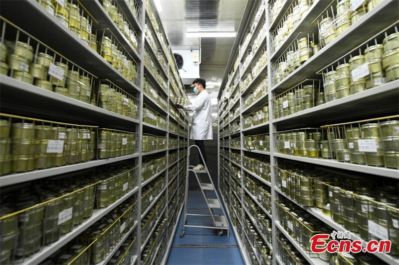 Une observation rapprochée de la Banque provinciale de germoplasme des cultures du Hunan
