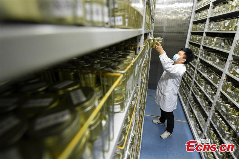 Une observation rapprochée de la Banque provinciale de germoplasme des cultures du Hunan