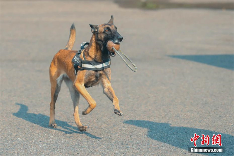 Les pompiers de Chongqing font leurs adieux à un chien de recherche et de sauvetage mort à 8 ans