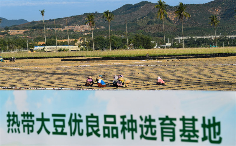 Hainan : en visite dans le laboratoire de semences de la baie de Yazhou à Sanya