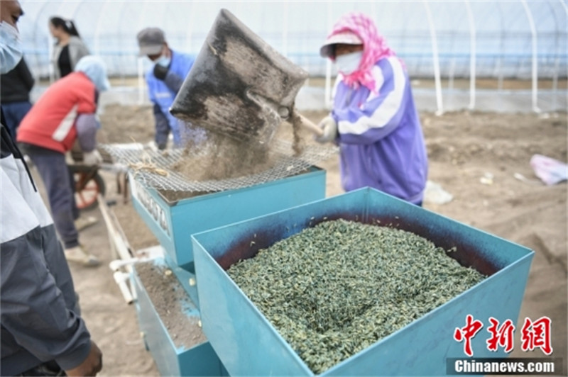 Tianjin commence la plantation d'essai de riz super tolérant au sel