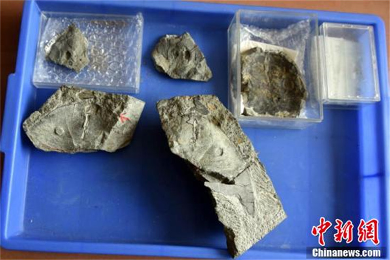 Un nouveau poisson eugaleaspide âgé de 410 millions d'années découvert en Chine