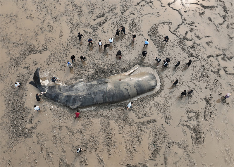 Chine : un cachalot échoué rendu avec succès à la mer après un sauvetage en relais de 20 heures
