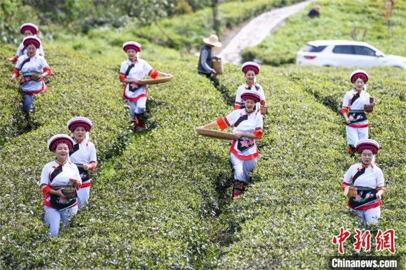 Hunan : la saison de la cueillette du thé blanc au printemps arrive