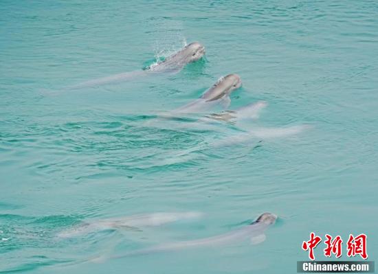 Hubei : six marsouins aptères vus nageant ensemble dans le fleuve Yangtsé