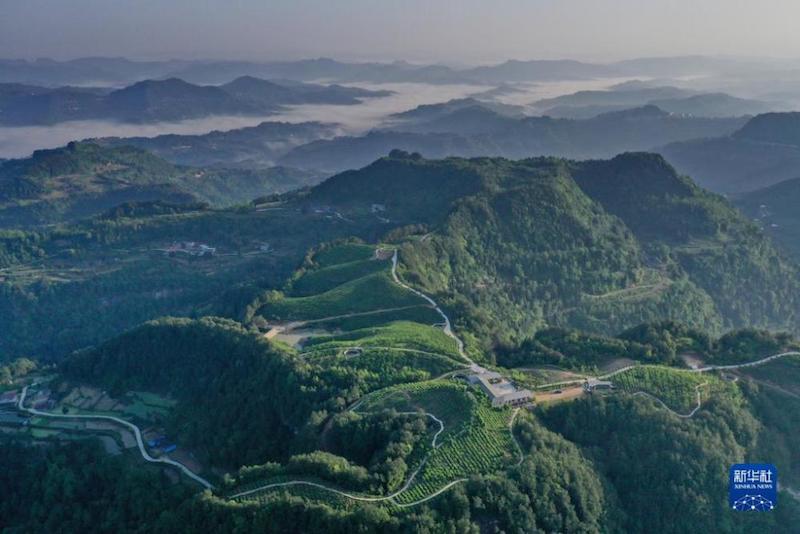 Sichuan : les terres arides dans les montagnes transformées en plantations de thé