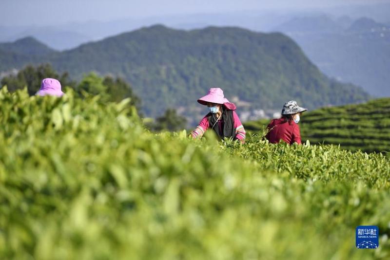 Sichuan : les terres arides dans les montagnes transformées en plantations de thé