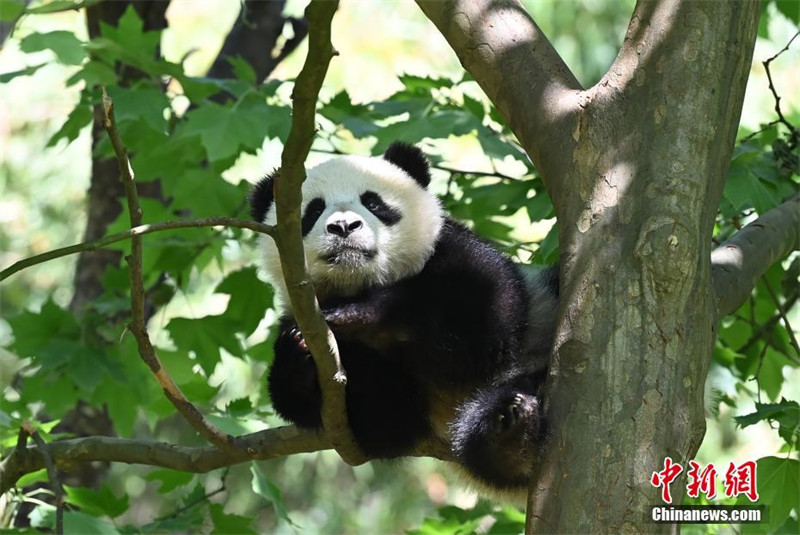 Un panda s'amuse sur un arbre dans le Sichuan