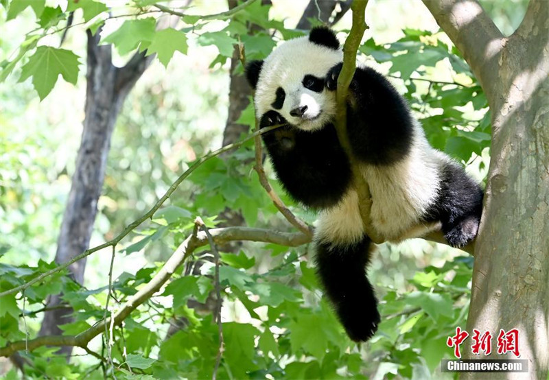 Un panda s'amuse sur un arbre dans le Sichuan