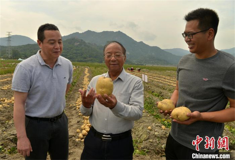 Le rendement de la nouvelle variété de pomme de terre « Minshu n° 5 » bat un record avec 3 692,8 kg par mu