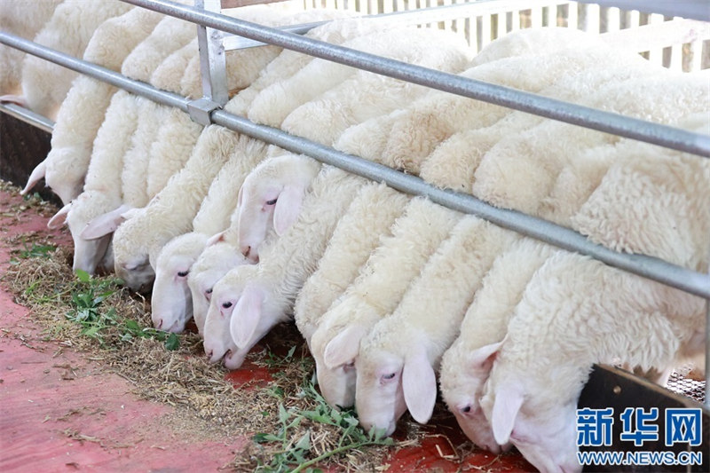 L'élevage des moutons donne un nouvel espoir d'enrichissement aux agriculteurs 