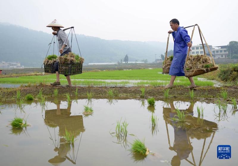 Sichuan : les villageois s'affairent aux activités agricoles