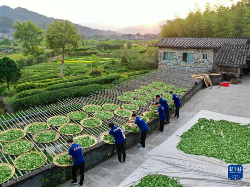 Fujian : une période de fabrication du thé bien occupée à Wuyishan