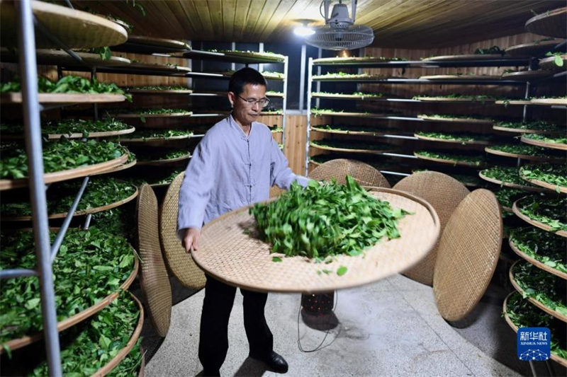 Fujian : une période de fabrication du thé bien occupée à Wuyishan