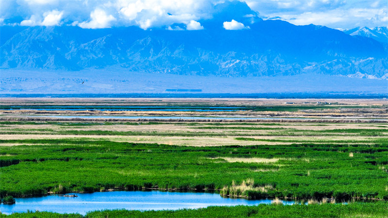 Xinjiang : les oiseaux aquatiques prospèrent dans les zones humides du lac Bosten