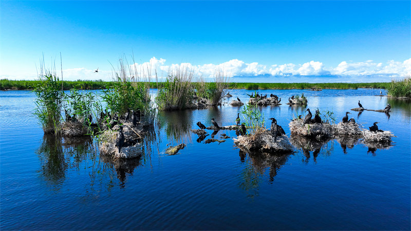 Xinjiang : les oiseaux aquatiques prospèrent dans les zones humides du lac Bosten