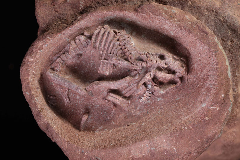 Les fossiles d'embryons d'hadrosaurus les mieux conservés au monde découverts dans le sud-est de la Chine