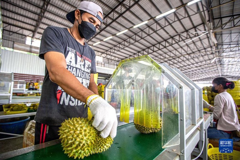 De plus en plus de Chinois peuvent déguster du durian thaï grâce au RCEP