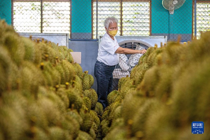 De plus en plus de Chinois peuvent déguster du durian thaï grâce au RCEP
