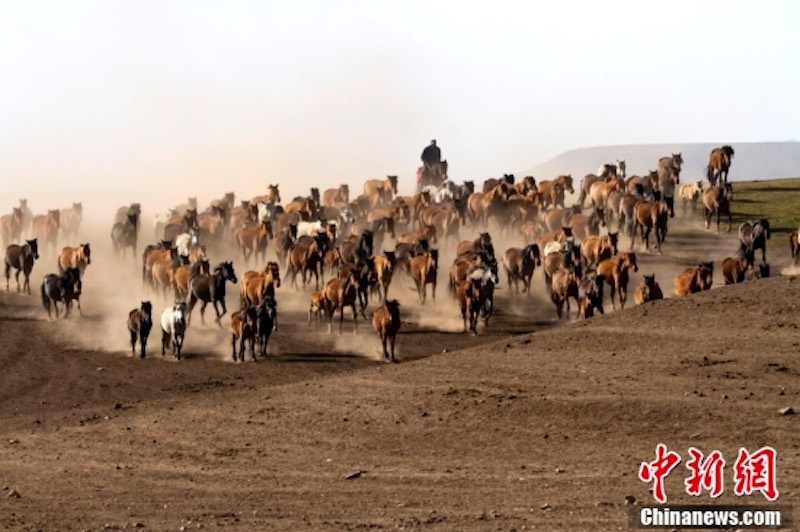 Des milliers de chevaux au galop au pied des monts Qilian à Zhangye, dans le Gansu