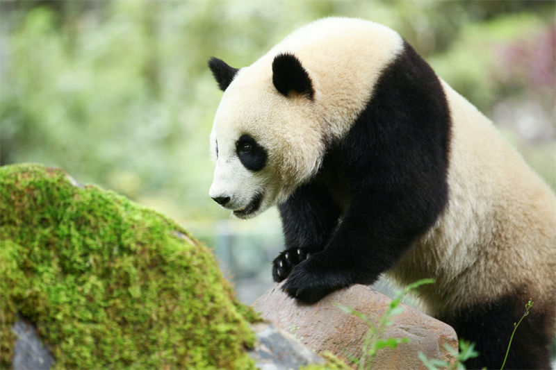 Sichuan : des moments heureux pour le panda géant Hangbao