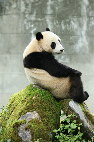 Sichuan : des moments heureux pour le panda géant Hangbao