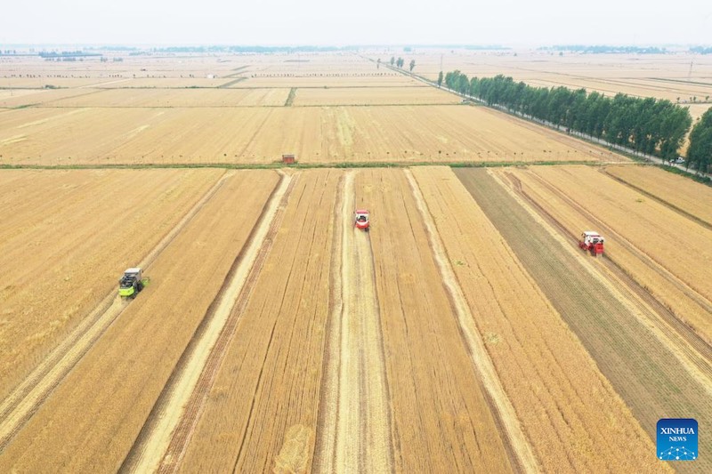 La récolte du blé dans le Henan