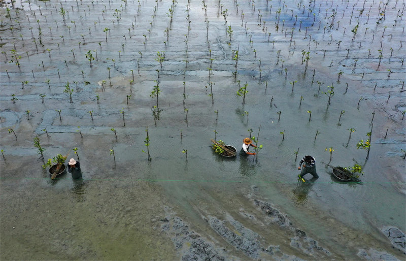 La province de Hainan reboise ses côtes pour restaurer l'écologie