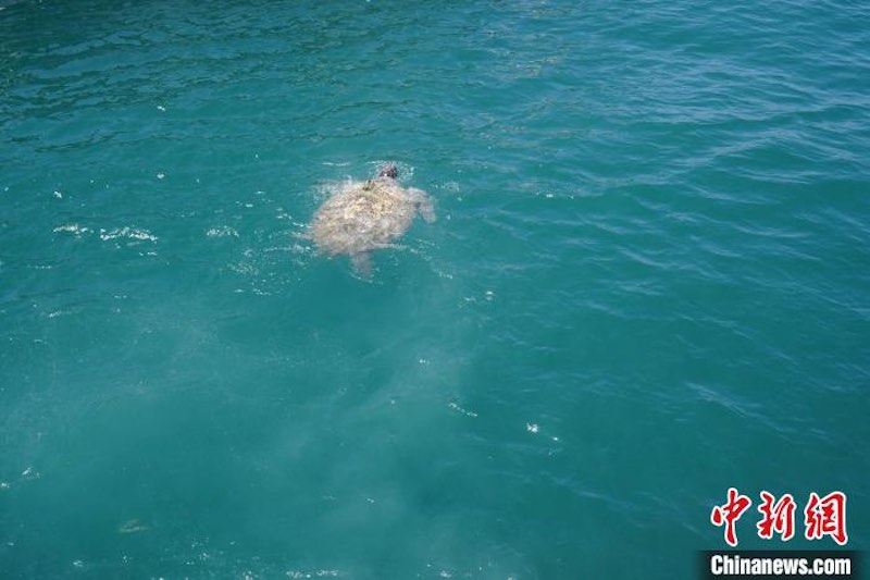 Shandong : des tortues marines relâchées lors de l'événement publicitaire national de la Journée mondiale des tortues marines à Qingdao
