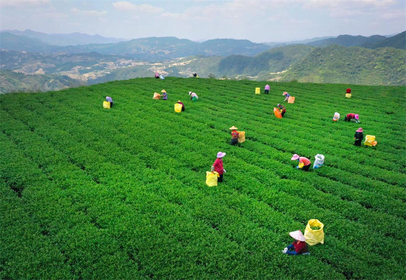 La production de thé d'Anxi ajoutée au patrimoine alimentaire et agricole de l'ONU