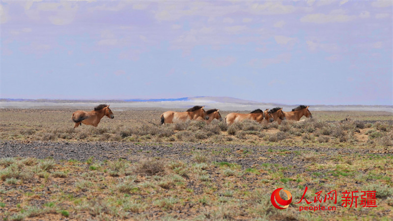 Xinjiang : les chevaux sauvages recherchent de la nourriture dans la nature à Karamaili