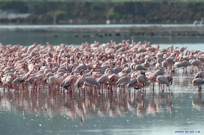 Kenya : des flamants roses dans le parc national du lac Nakuru