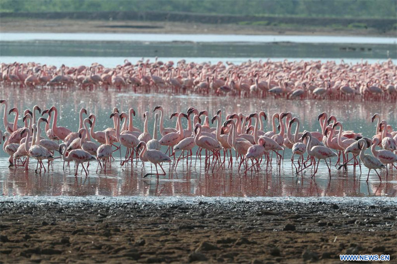 Kenya : des flamants roses dans le parc national du lac Nakuru