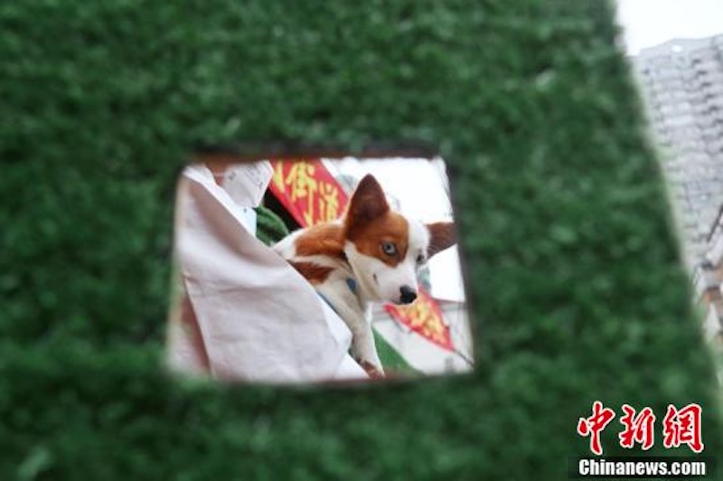 Le premier centre d'abri destiné aux animaux de compagnie des gens mis en quarantaine de Shanghai a terminé sa mission et a fermé