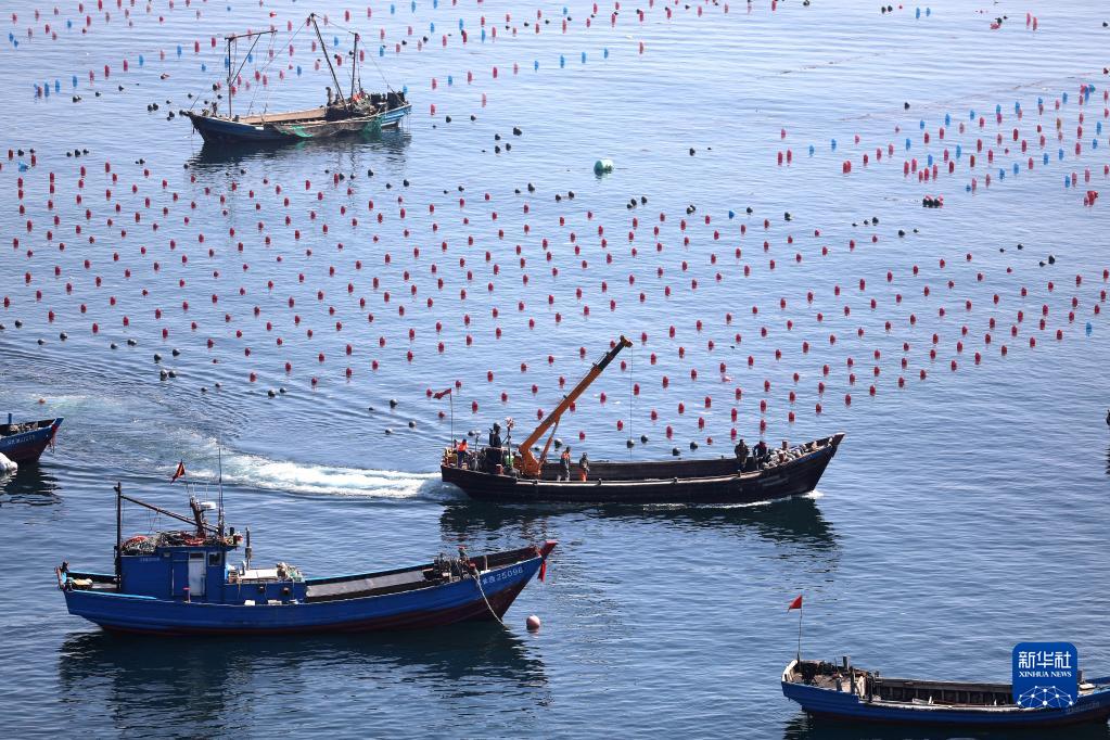 Liaoning : une nouvelle pastorale résonne sur le pâturage marin et le « grenier bleu » engendre de la vitalité