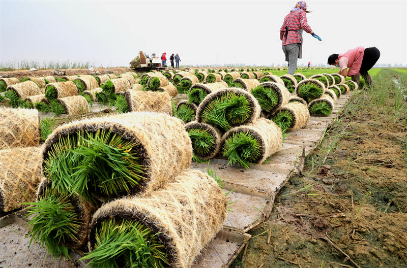 Jiangsu : le « riz marin » commence à être repiqué à Lianyungang