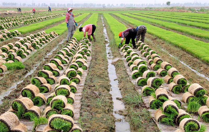 Jiangsu : le « riz marin » commence à être repiqué à Lianyungang