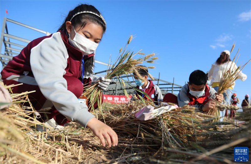 Hebei : tomber amoureux du travail en récoltant du blé