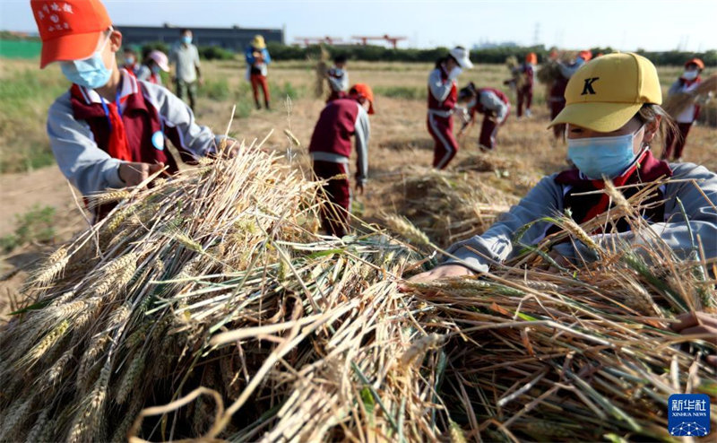 Hebei : tomber amoureux du travail en récoltant du blé