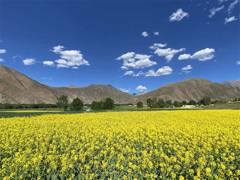Tibet : les fleurs de colza s'épanouissent à Dagze