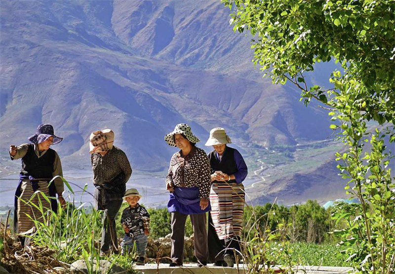 Tibet : les fleurs de colza s'épanouissent à Dagze
