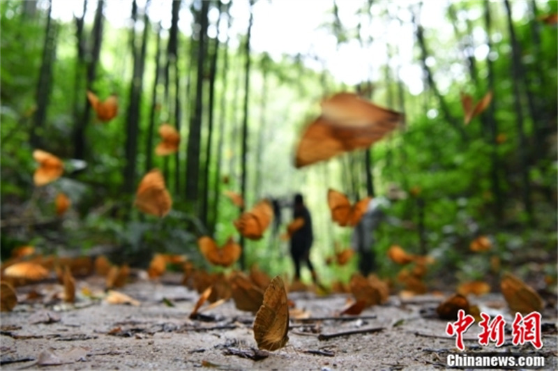 Yunnan : l'apparition de 150 millions de papillons crée une merveille biologique à Jinping