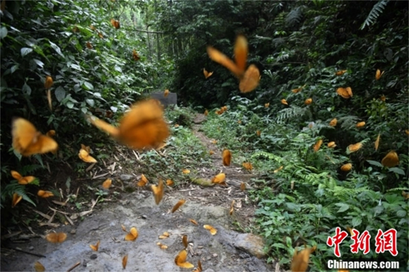 Yunnan : l'apparition de 150 millions de papillons crée une merveille biologique à Jinping