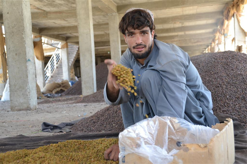  Afghanistan : la province du Kandahar enregistre une hausse dans ses exportations de raisins secs