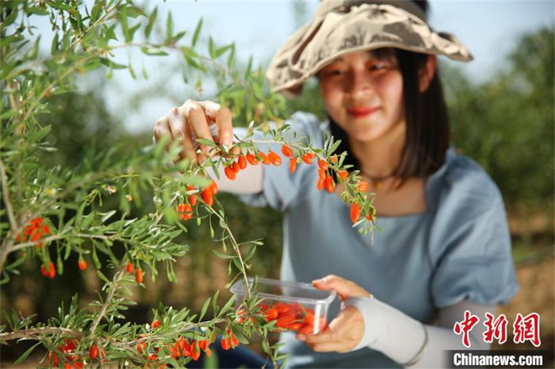 Ningxia : la première récolte des gojis de cette année bat son plein